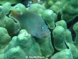 Fish. by Sayde Miura 